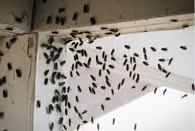 How To Get Rid Of Cer Flies