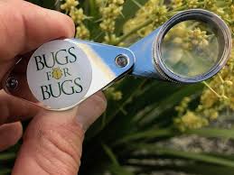 Hand Magnifier Bugs For Bugs