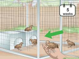 how to care for quail s with