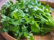 What can I do with too much fresh coriander?