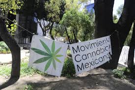 Una planta de marihuana en una instalación en tepeji del río, méxico (foto: Is Mexico Really Going To Legalize Marijuana For Recreational Use