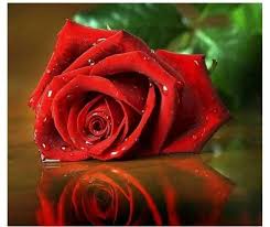 Mawar merupakan ratu bunga yang memainkan peran utama dalam puisi, agama, seni, dan sastra; Bunga Mawar Merah Steemit