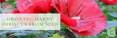 Grow Hardy Hibiscus From Seed