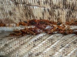 how to find bed bugs in a carpet