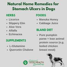 stomach ulcers in dogs symptoms