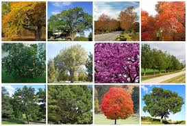 27 best trees to plant in indiana