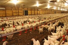 Poultry Husbandry Biosecurity Basics