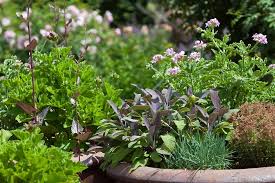 Plant A Herb Container With Children
