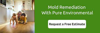 Can Basement Mold Affect The Rest Of