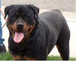 Rottweiler Articles Eye Color Placement And Shape