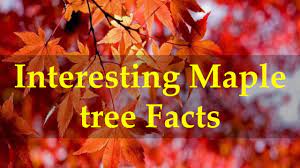interesting maple tree facts you