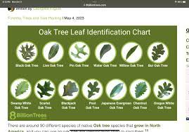 leaf identification texas hunting forum