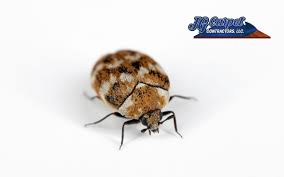 carpet beetles effectively