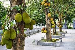 Which all countries have jackfruit?