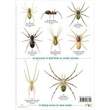 Field Guide To House Garden Spiders