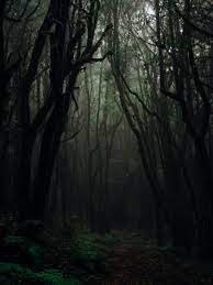 dark forest photos the best