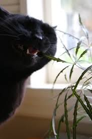 Does this mean your cat likes to throw up? Ask The Expert Will A Poisonous Plant Really Kill Your Pet Gardenista