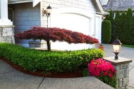 How To Keep Japanese Maple Trees Small