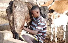 Difficile de produire du lait en Afrique de l'Ouest | Afrique Agriculture