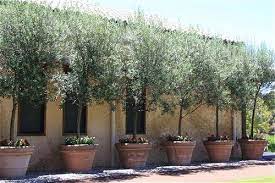 Patio Trees Potted Trees Garden Design