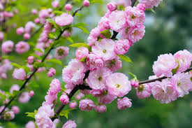 Traditionally, the fruits were pounded (pit and all) into a paste that was formed into patties and dried in the sun. Dwarf Flowering Almond Plant Care And Growing Guide