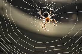 7 House Spiders To Watch Out For This