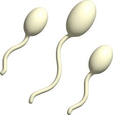 Sperm png
