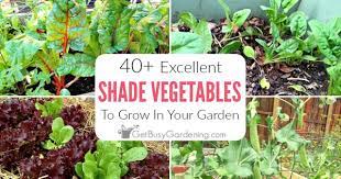 40 Vegetables That Grow In Shade Get