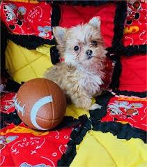 Here at teacups, puppies and boutique, we offer a wide variety of designer breed puppies for sale in the south florida area, including: Morkie Teacup Morkie Morkie Puppies For Sale Maltipoo Malshi Teacup Designer Puppies