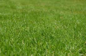 The businesses listed also serve surrounding cities and neighborhoods including port saint lucie fl, fort pierce fl, and stuart fl. Treating Bare Spots After Winter Lawn Fertilization Services Howell Lawn Fertilization Services Near Me