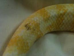 my albino has pigment aussie pythons