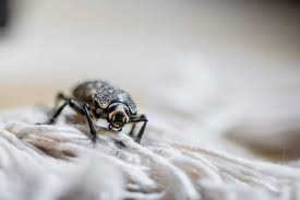 how to get rid of carpet beetles