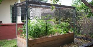 Growing Vegetables Vegetable Garden