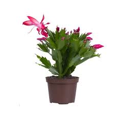 Cactus plant produce beautiful blooms. Christmas Cactus Flower Plant Buy Online In India At Plantsguru Com