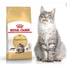 royal canin maine best in