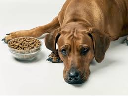 what to feed a dog with kidney failure