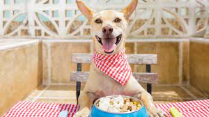 eat with your dog in west palm beach