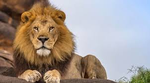 The proverbial 'king of the lions are most active at night and live in a variety of habitats but prefer grassland, savanna, dense. An Africa Vacation Inspired By The Lion King Goway Travel