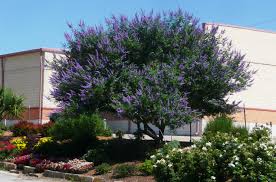 Ripe heads are attractive to birds. Top Ten Tried True Ornamental Trees Shrubs For North Texas Covingtons