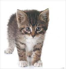We choose this image from the internet, for the sake of our blog reader. Cute Kittens Print 2 Mini Poster Stick It On Your Wall