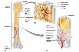 Long Bone Structure And Bone Markings Table 6 1 Anatomy