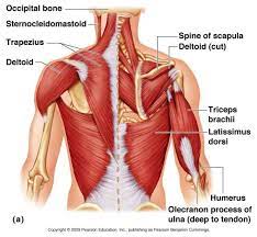 Both of these factors lead to an increase in strength. Chest Muscle Diagram Artofit