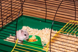 Best Rat Bedding For Smell Up To