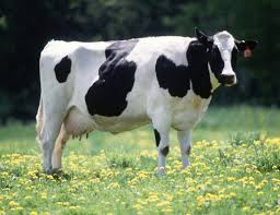 Holstein Friesian Cattle Wikipedia