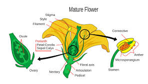As a plant's reproductive part, a flower contains a stamen (male flower part) or pistil (female flower part), or both, plus accessory parts such as sepals, petals, and nectar glands (figure 19). The Male And Female Reproductive Parts Of A Flower Brighthub Education