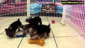 Get a boxer, husky, german shepherd reserve your adorable yorkie puppy today, we have 3 yorkshire terrier puppies ready for there forever homes around 05/02/2021. Teacup Yorkies For Sale Okc Ok
