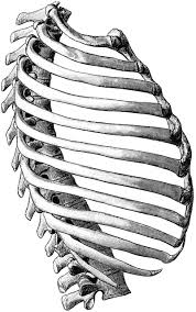 Lessons on the bone markings of the ribs and sternum. Image Result For Ribcage Anatomie Squelette Organes Humains Crane
