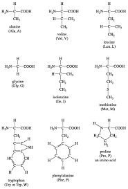 20 Amino Acid Structures Chart Www Bedowntowndaytona Com