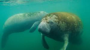 Looking for the perfect name for your little one? Manatee San Diego Zoo Animals Plants