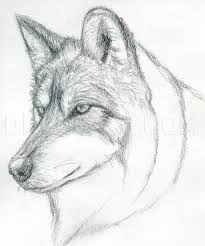 how to draw a wolf head mexican wolf